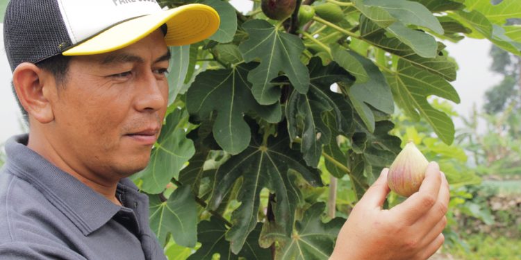 Perkebunan Buah Tin di Ciwidey