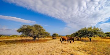 Rekomendasi 6 Hotel di Sumba, Budget 500 Ribuan