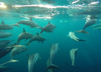 Wisata Lumba-Lumba Pulau Weh
