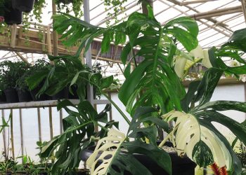 Belanja Tanaman Hias di Grace Rose Farm