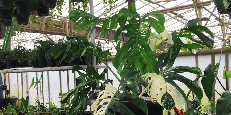 Belanja Tanaman Hias di Grace Rose Farm