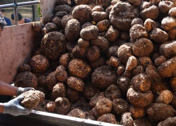 Sekotong Lombok, Wisata Edukasi Umbi Porang