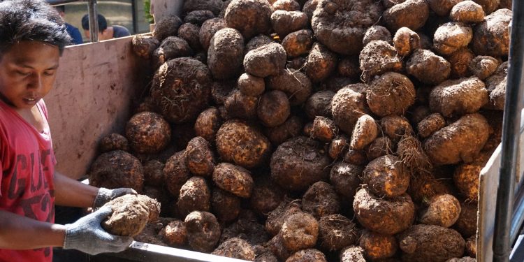 Sekotong Lombok, Wisata Edukasi Umbi Porang