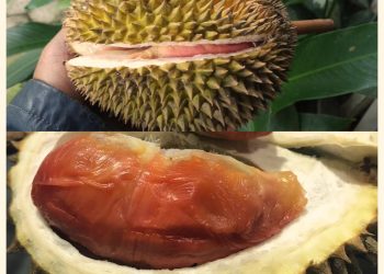 Membelah Kisah Durian Merah Banyuwangi