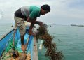 Menelusuri Desa Pembudidaya Rumput Laut, di Kawasan Taman Nasional Ujung Kulon