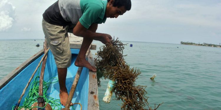 Menelusuri Desa Pembudidaya Rumput Laut, di Kawasan Taman Nasional Ujung Kulon