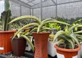Urban Farming Sansevieria Omset Hingga 50 juta, Terapkan Green Jobs dari Rumah