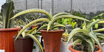 Urban Farming Sansevieria Omset Hingga 50 juta, Terapkan Green Jobs dari Rumah